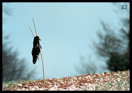 [image 25k] WARNING: Tragic Photo